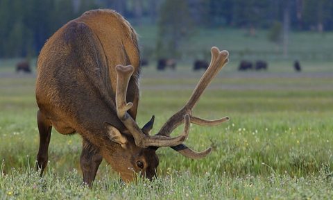 food, meat, game, elk,