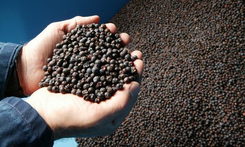 hendricks the gin for flavor connoisseur hendrick s juniper berries