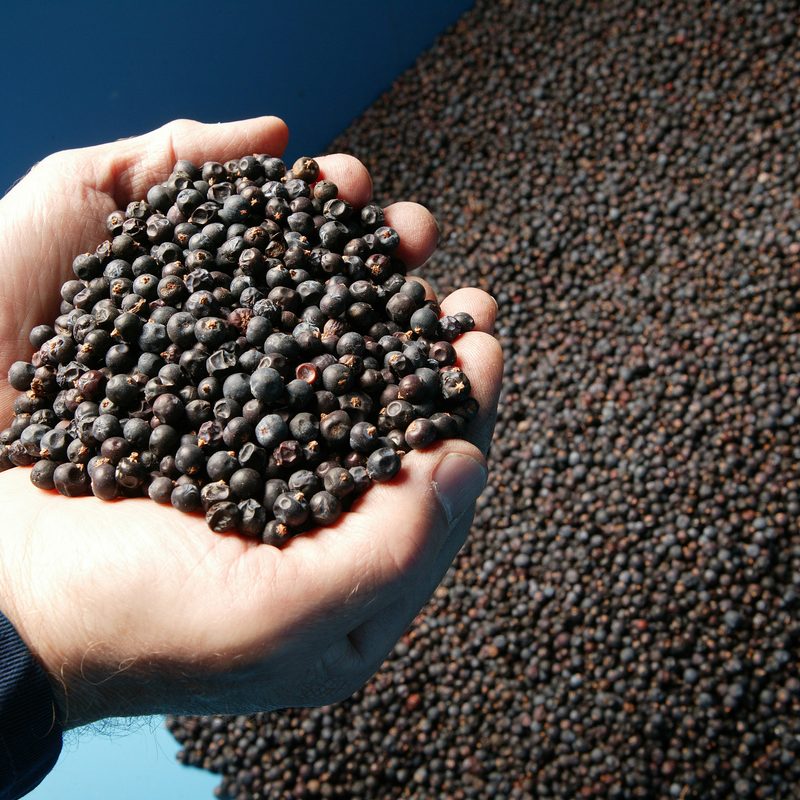 hendricks the gin for flavor connoisseur hendrick s juniper berries