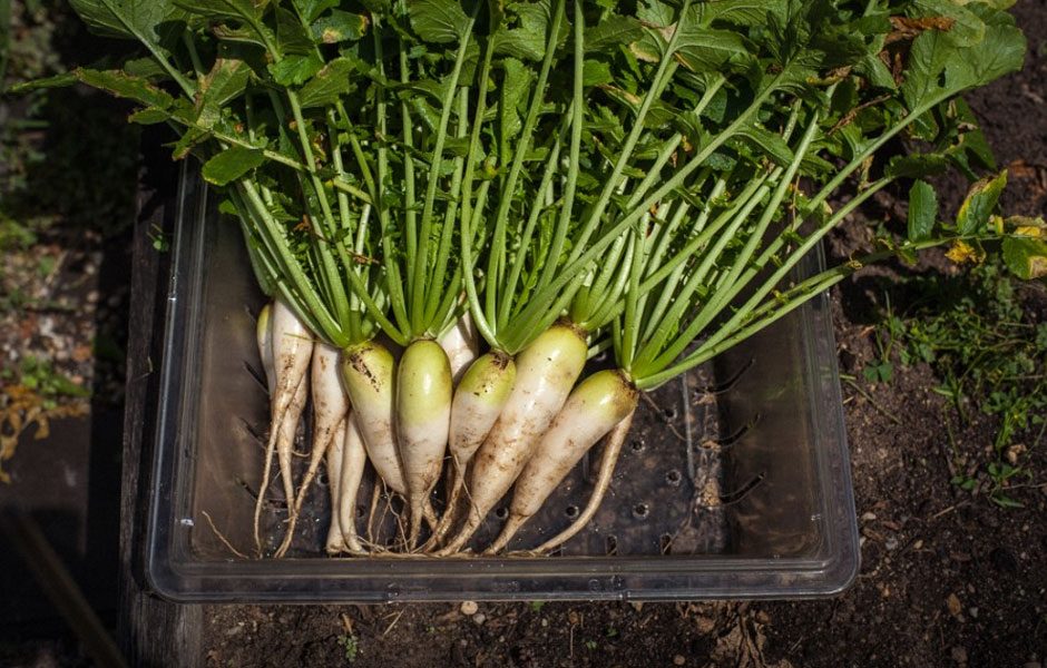 goat town nyc restaurant alpine turnips