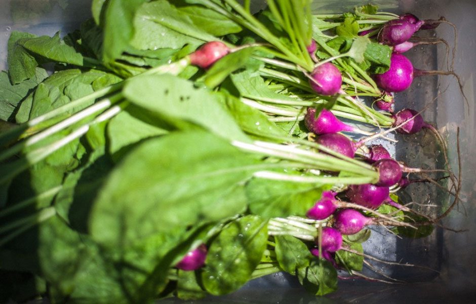 goat town nyc restaurant amethyst radishes
