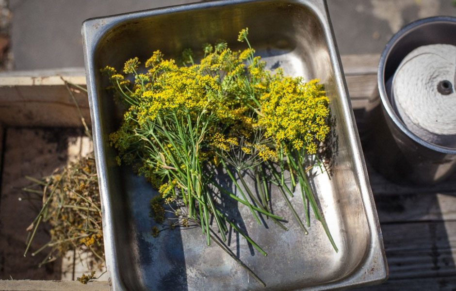 goat town nyc restaurant wild fennel pollen flowers