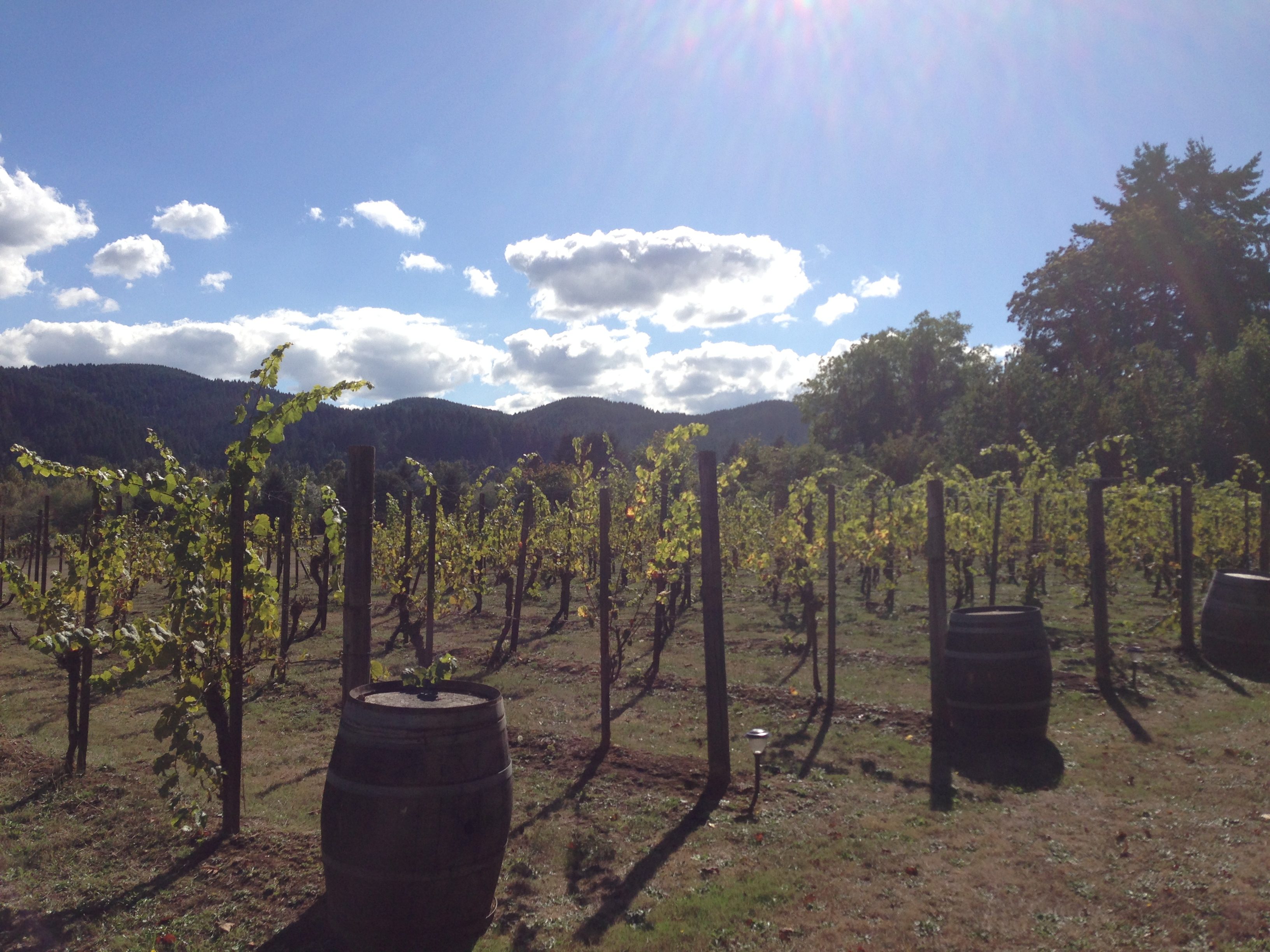 domaine meriwether winery Eugene Oregon geocache geocaching