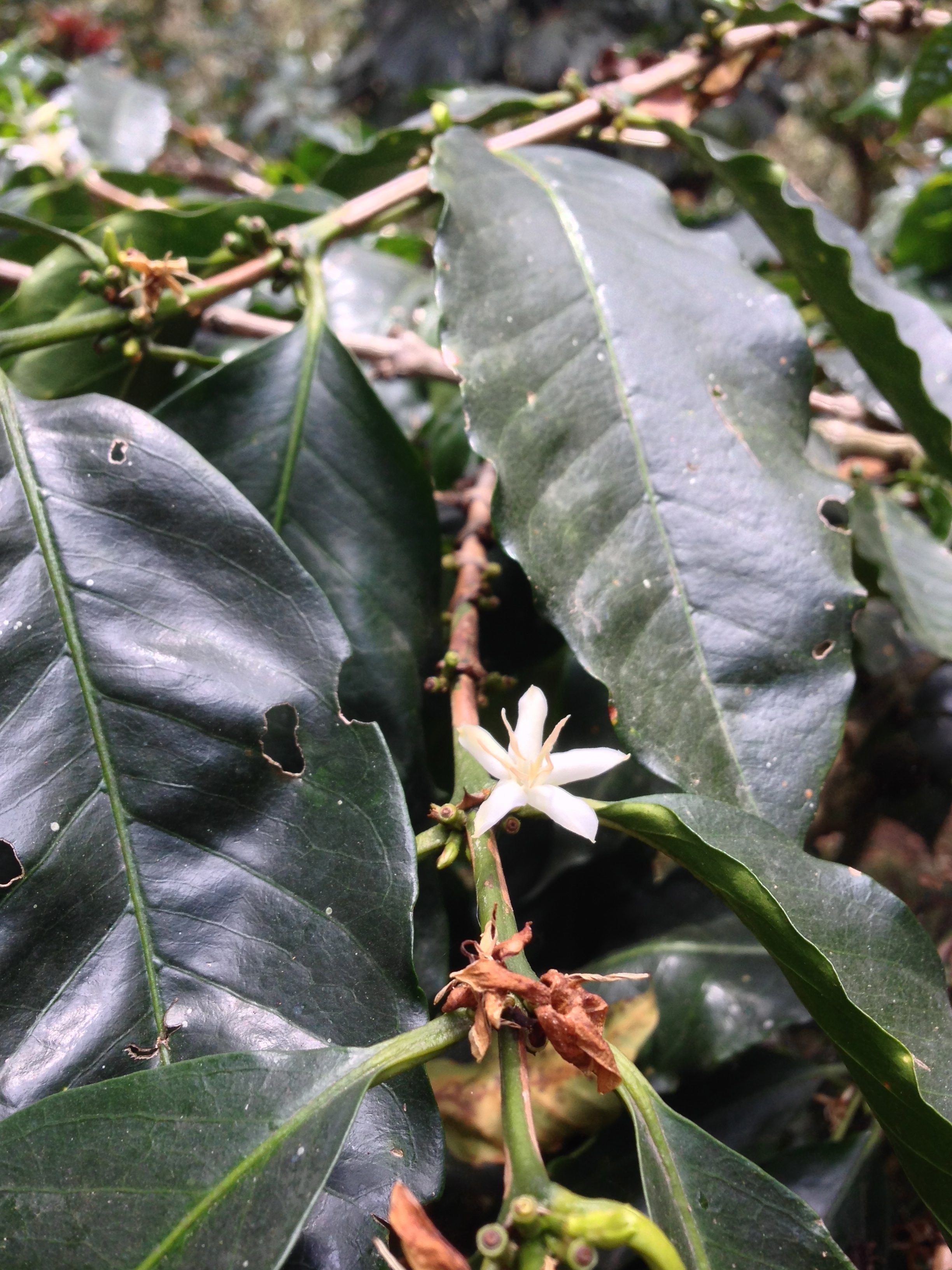 Coloma Coffee Farm