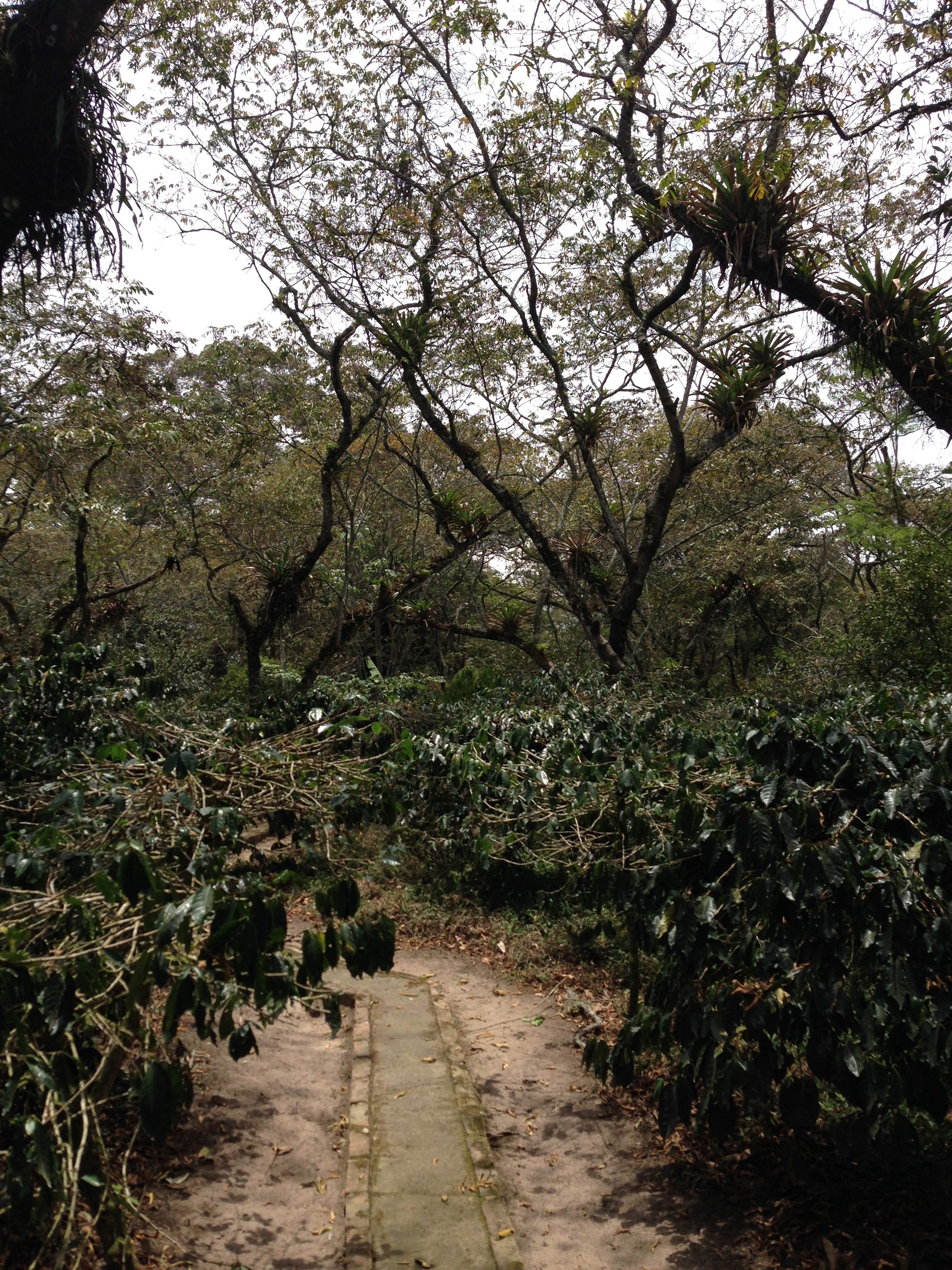 Coloma Coffee Farm