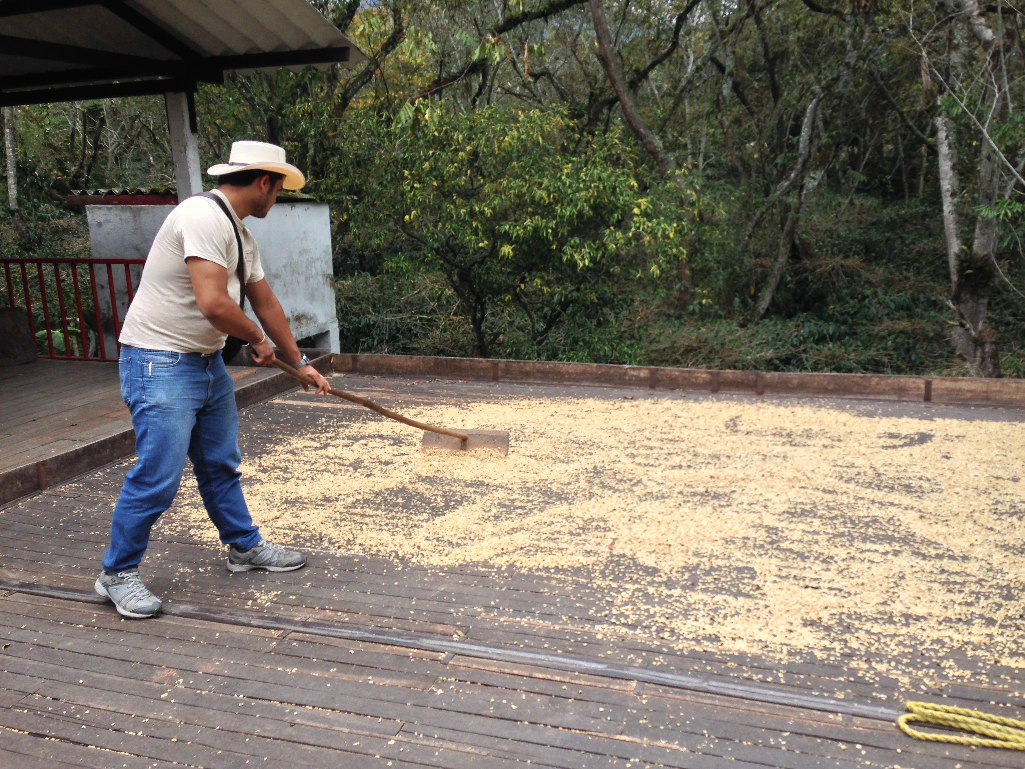 Coloma Coffee Farm