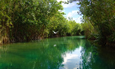 Banyan Tree Mayakoba Wildlife Sanctuary