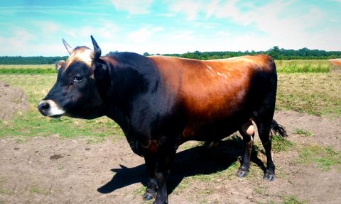 lesson heritage breeds jersey cow