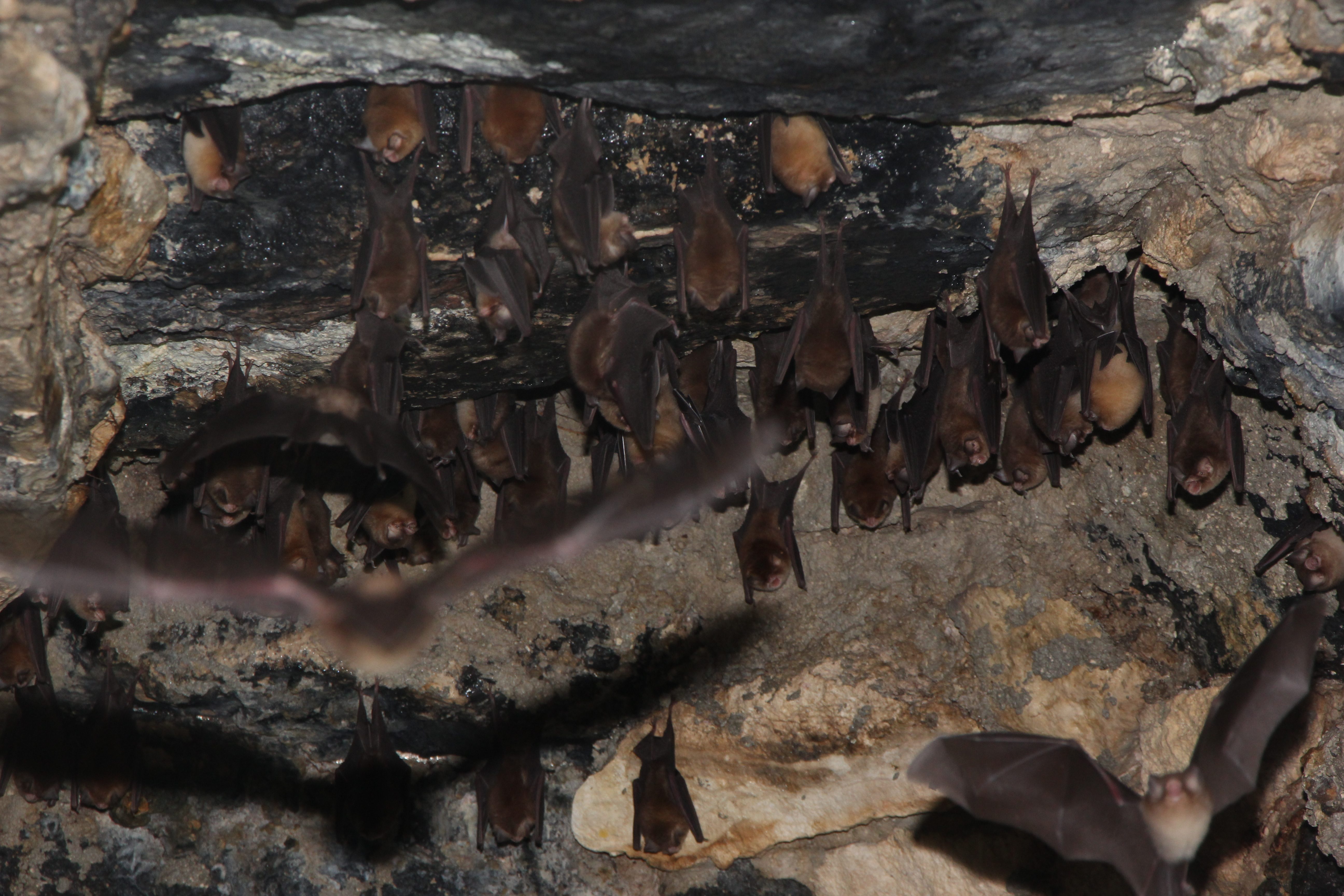Bats