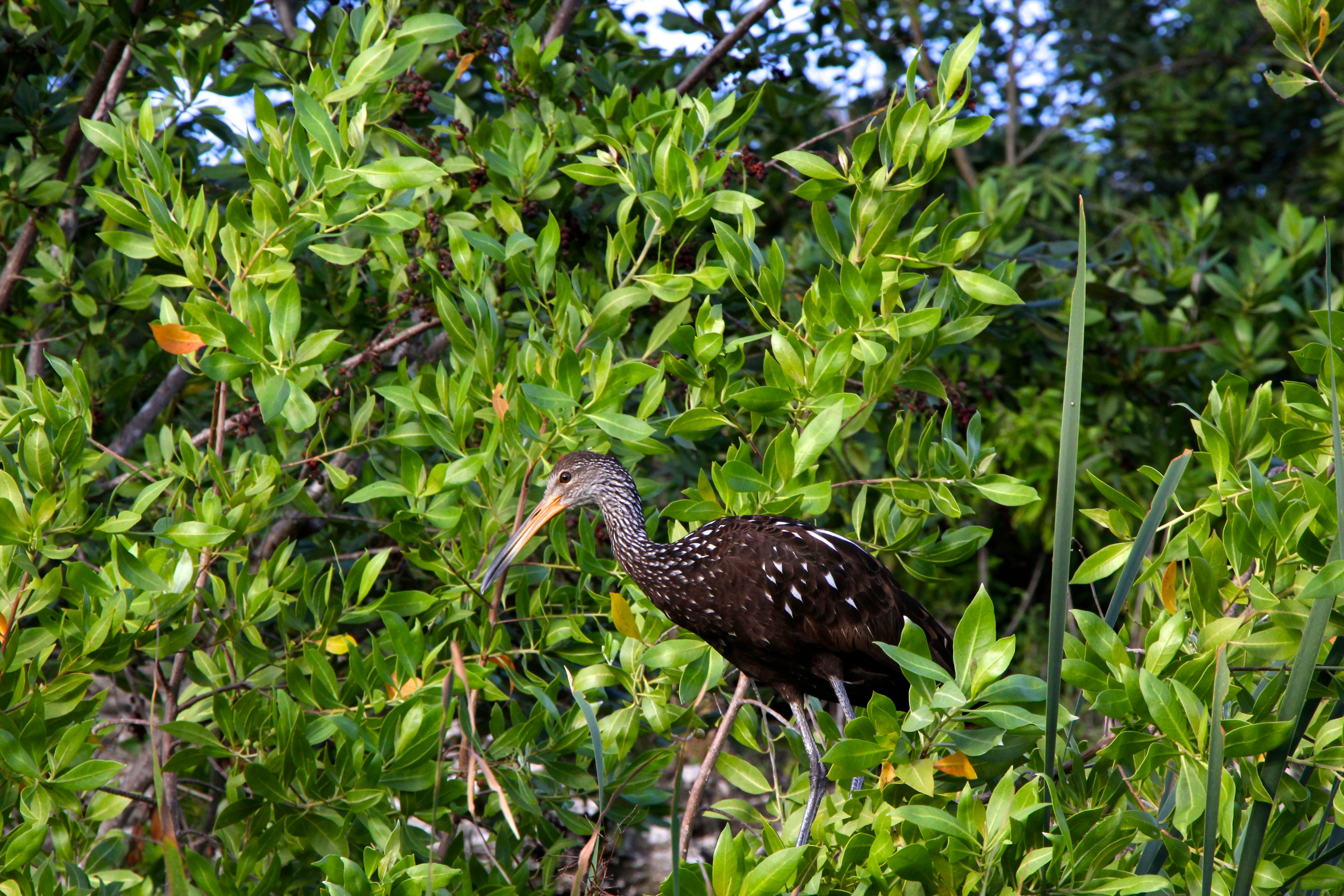 Banyan Tree Wildlife Sanctuary
