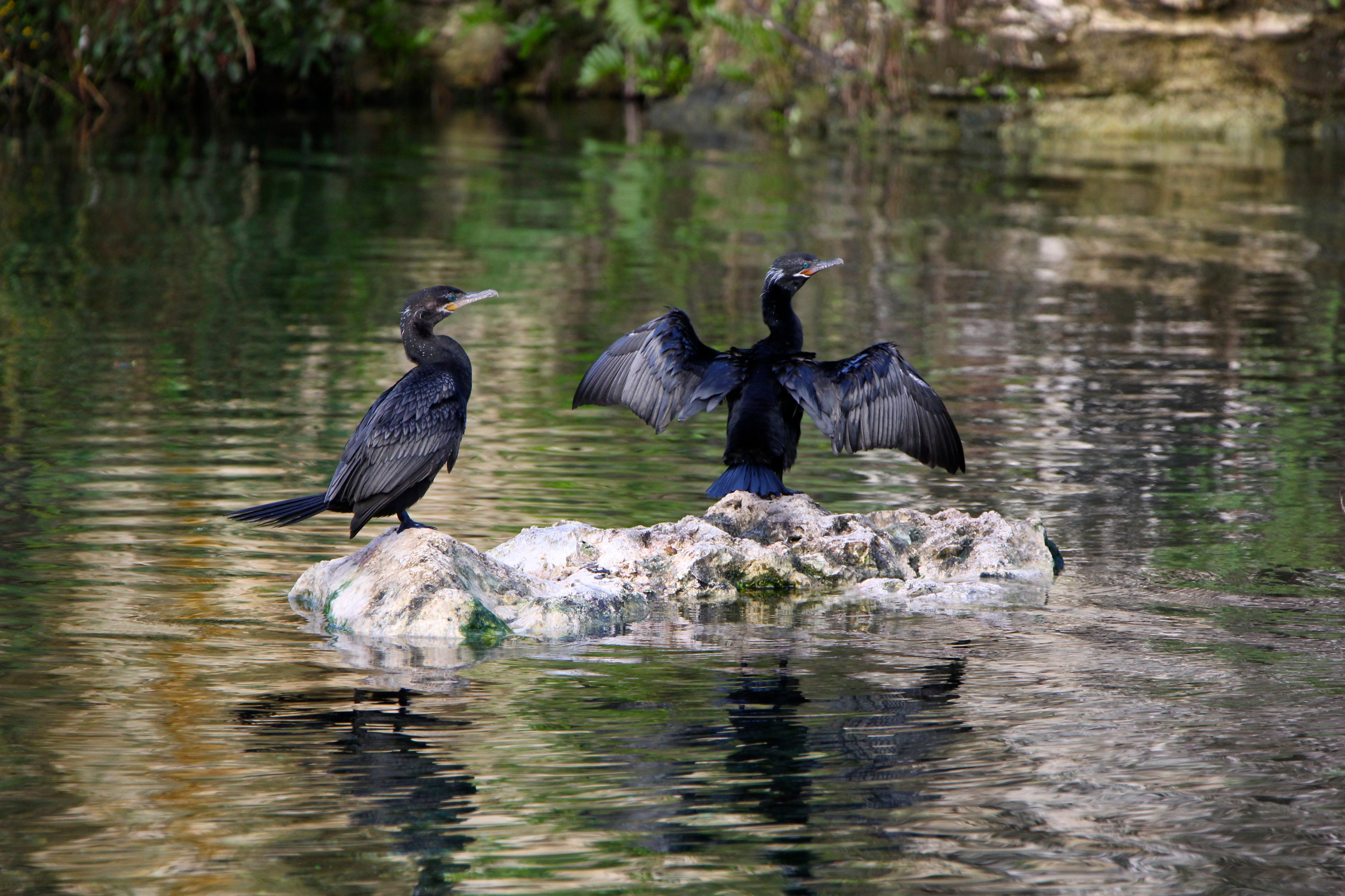 Banyan Tree Wildlife Sanctuary