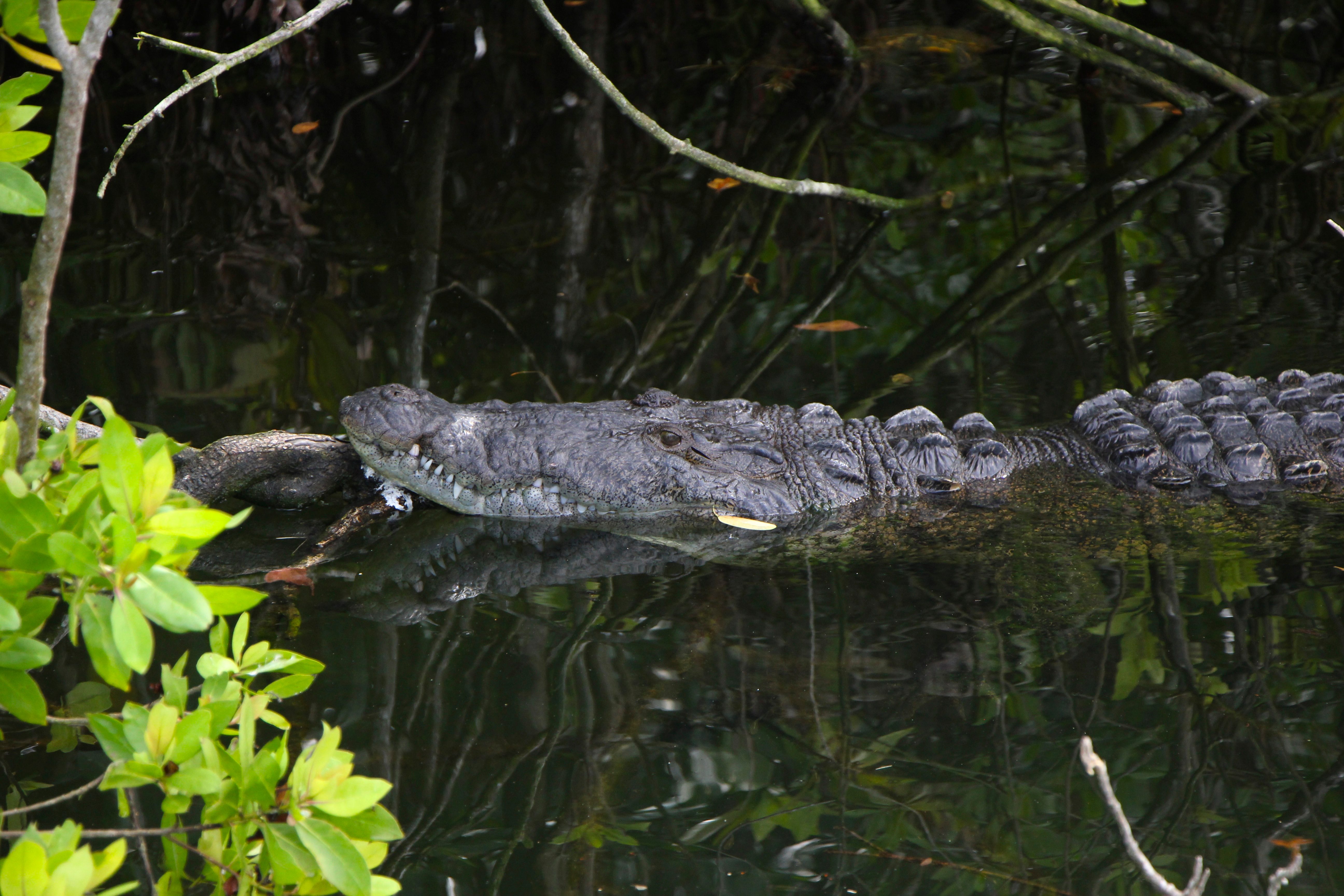 Banyan Tree Wildlife Sanctuary