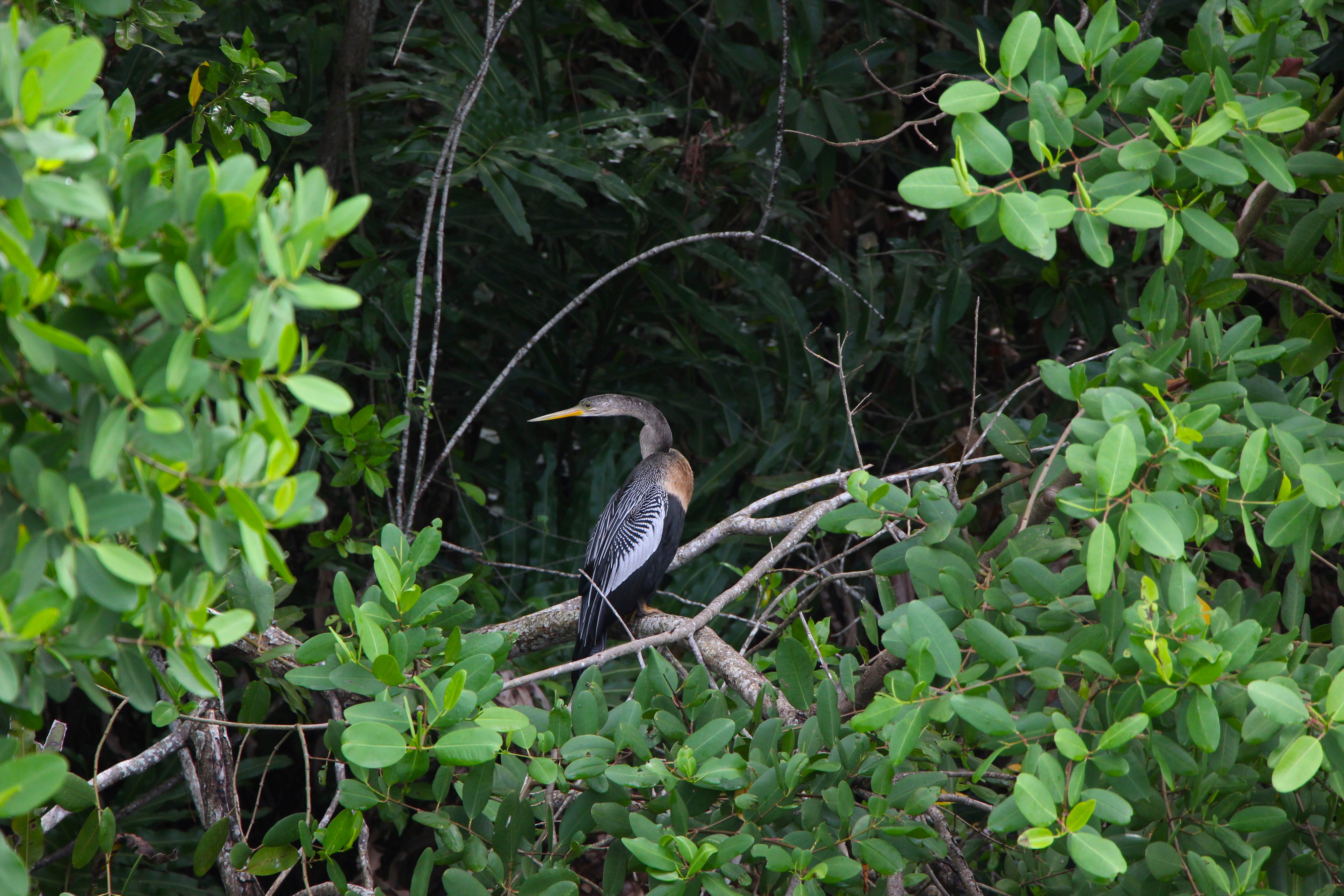Banyan Tree Wildlife Sanctuary
