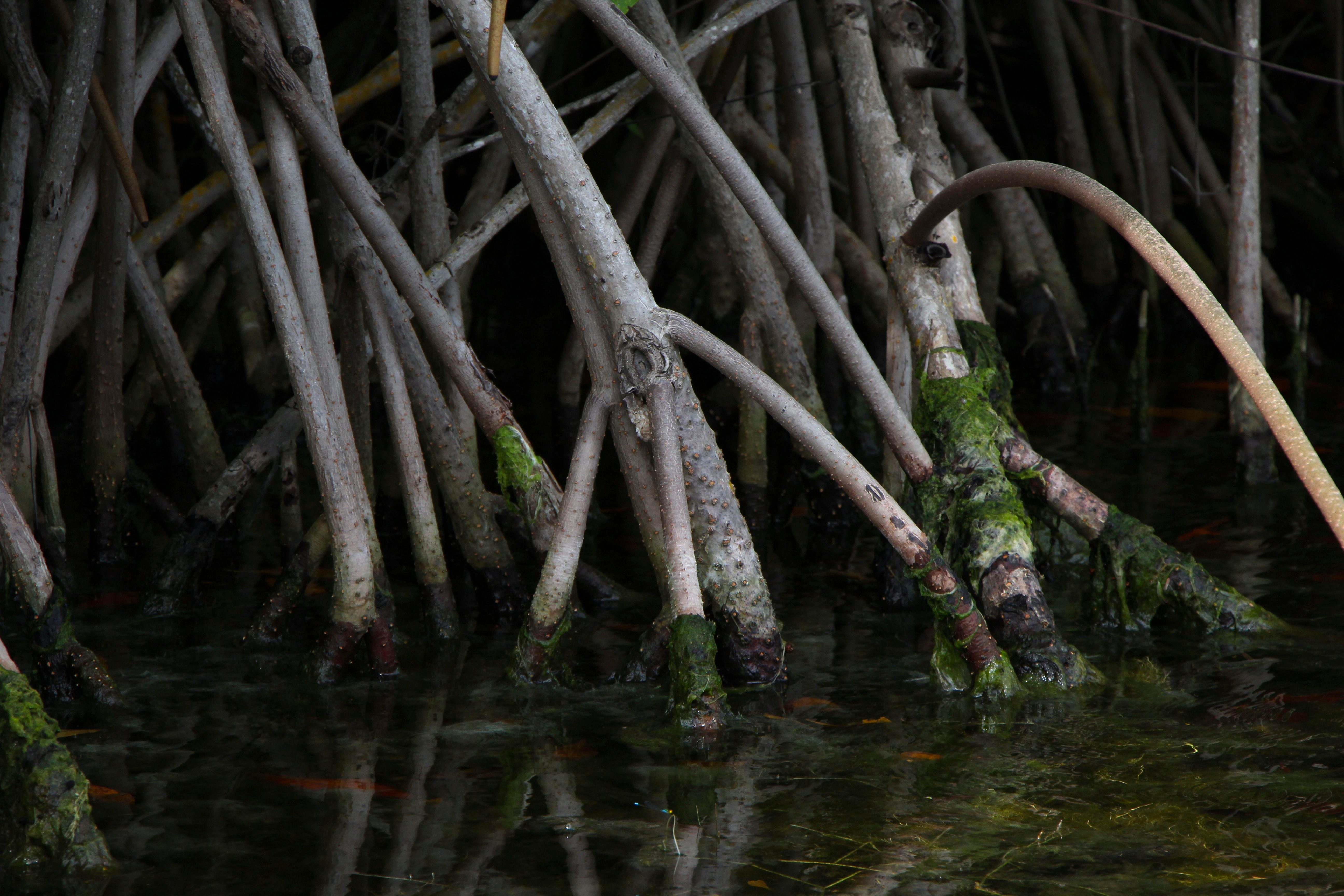 Sian Ka'an Biosphere Reserve