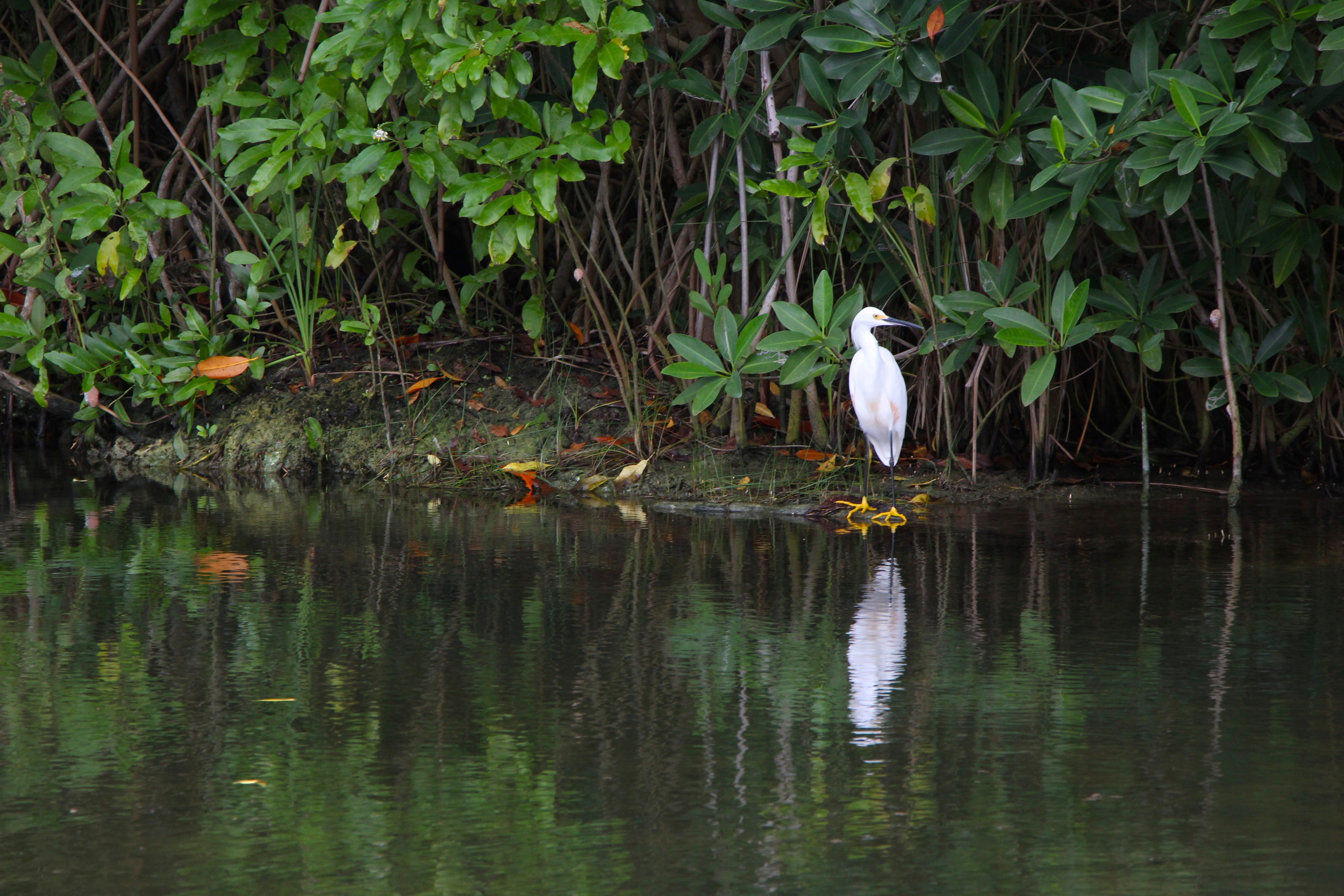 Banyan Tree Wildlife Sanctuary