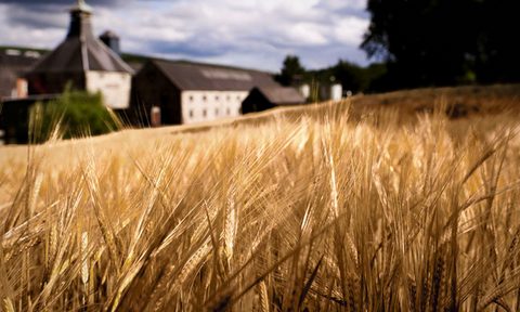 Barley fields malts wheat