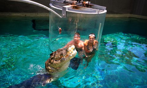 cage diving with crocodiles croc