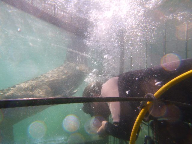 Cage Diving with Crocs, Predator Diving, Victoria Falls, Zimbabwe
