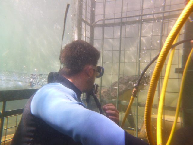 Cage Diving with Crocs, Predator Diving, Victoria Falls, Zimbabwe