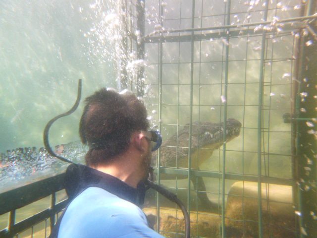 Cage Diving with Crocs, Predator Diving, Victoria Falls, Zimbabwe