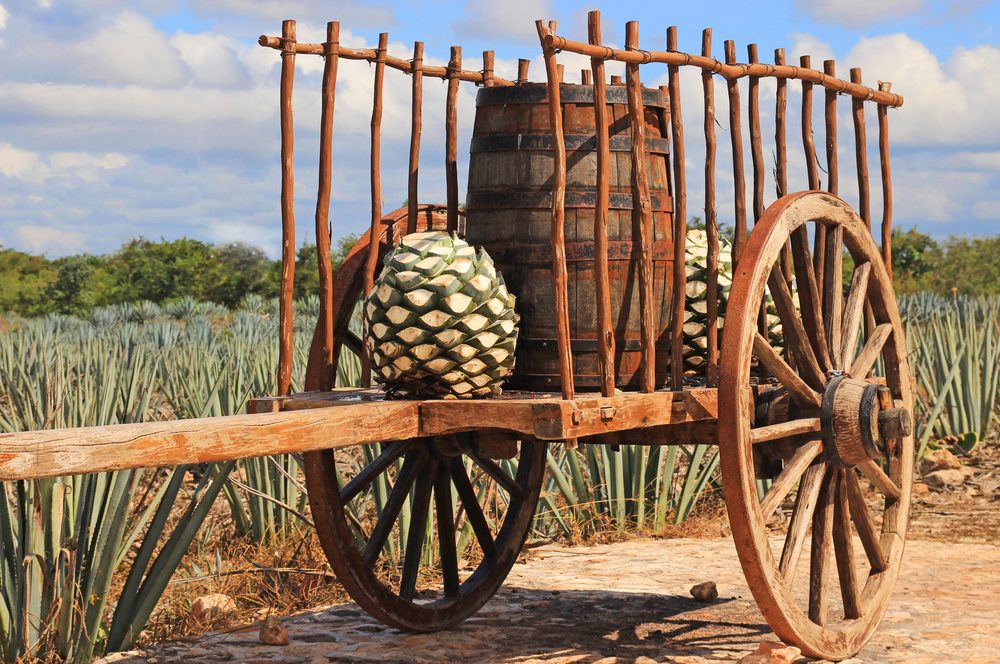 Agave fruit and a barrel on a wooden wagon