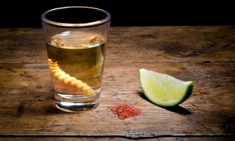 swill meet mezcal tequilas grungy cousin