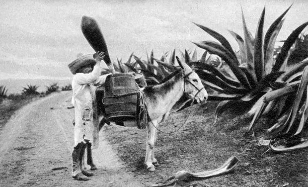 pulque gatherer