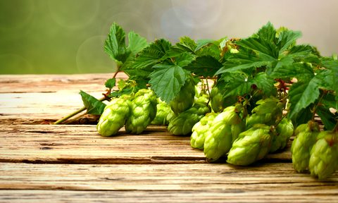 fresh hop beers