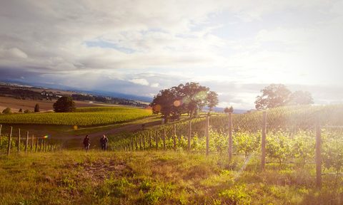 thanksgiving events turkey day vineyard