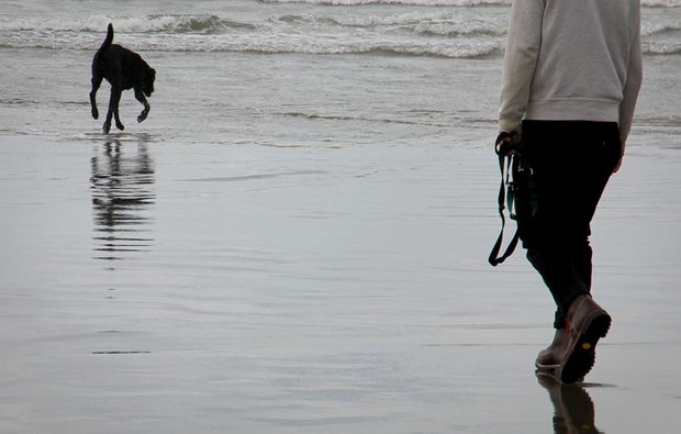 dog running into the ocean