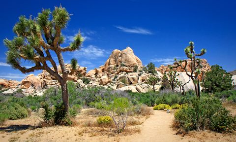 Joshua Tree national park