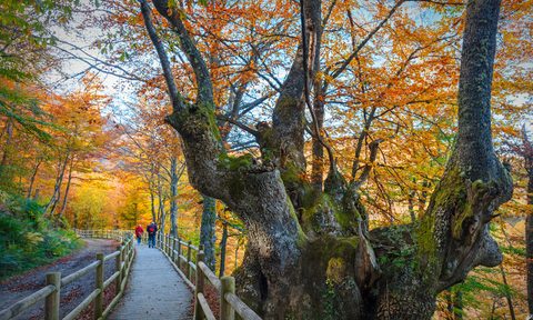 best walks in the world senda del oso