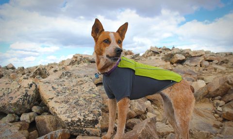 four legged adventure ruffwear feat