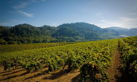 quivira and the joys of biodynamic wine vineyard