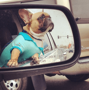 @luda_the_frenchie