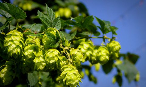 Hops, Grow your own hops