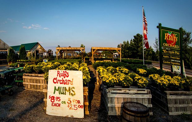 Rulfs Orchard