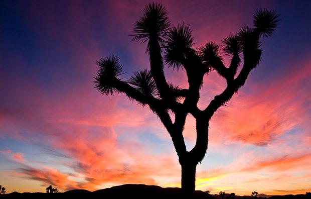 Joshua Tree 2