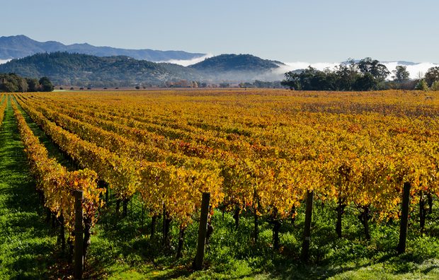Napa 2
