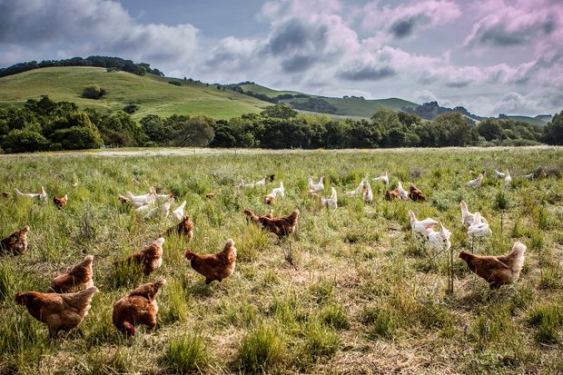 Vital Farms