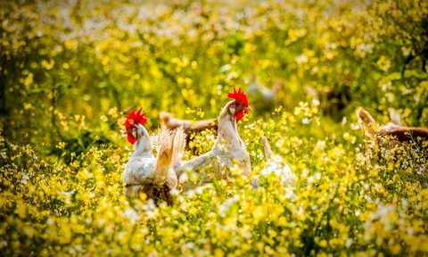 Vital Farms