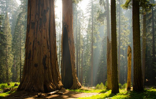 Sequoia