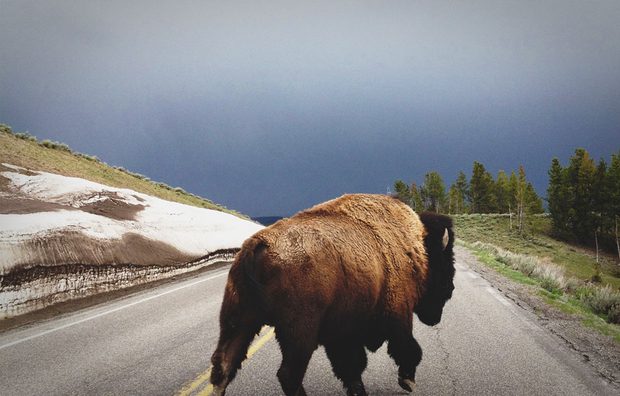 Buffallo