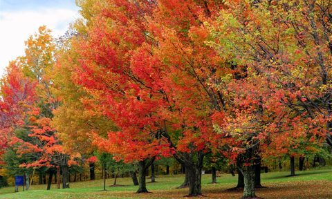 fall foliage