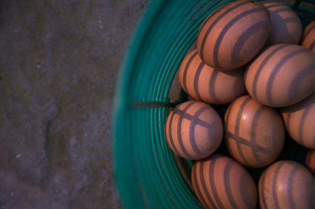 HBF_Eggs_Conor Harrigan