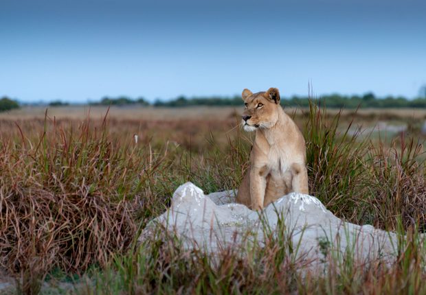 big kitty