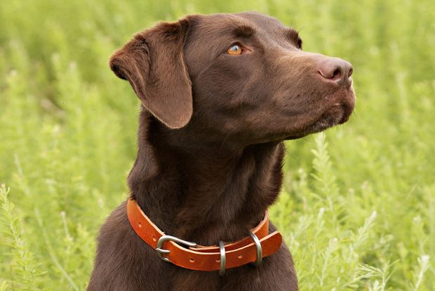 dog-collar