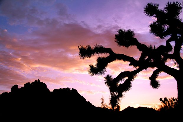 Joshua Tree National Park (Photo: NPS/Brad Sutton)