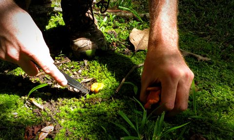 chef nick nevins guide to foraging 1