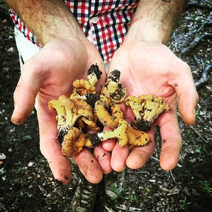 Foraging-3